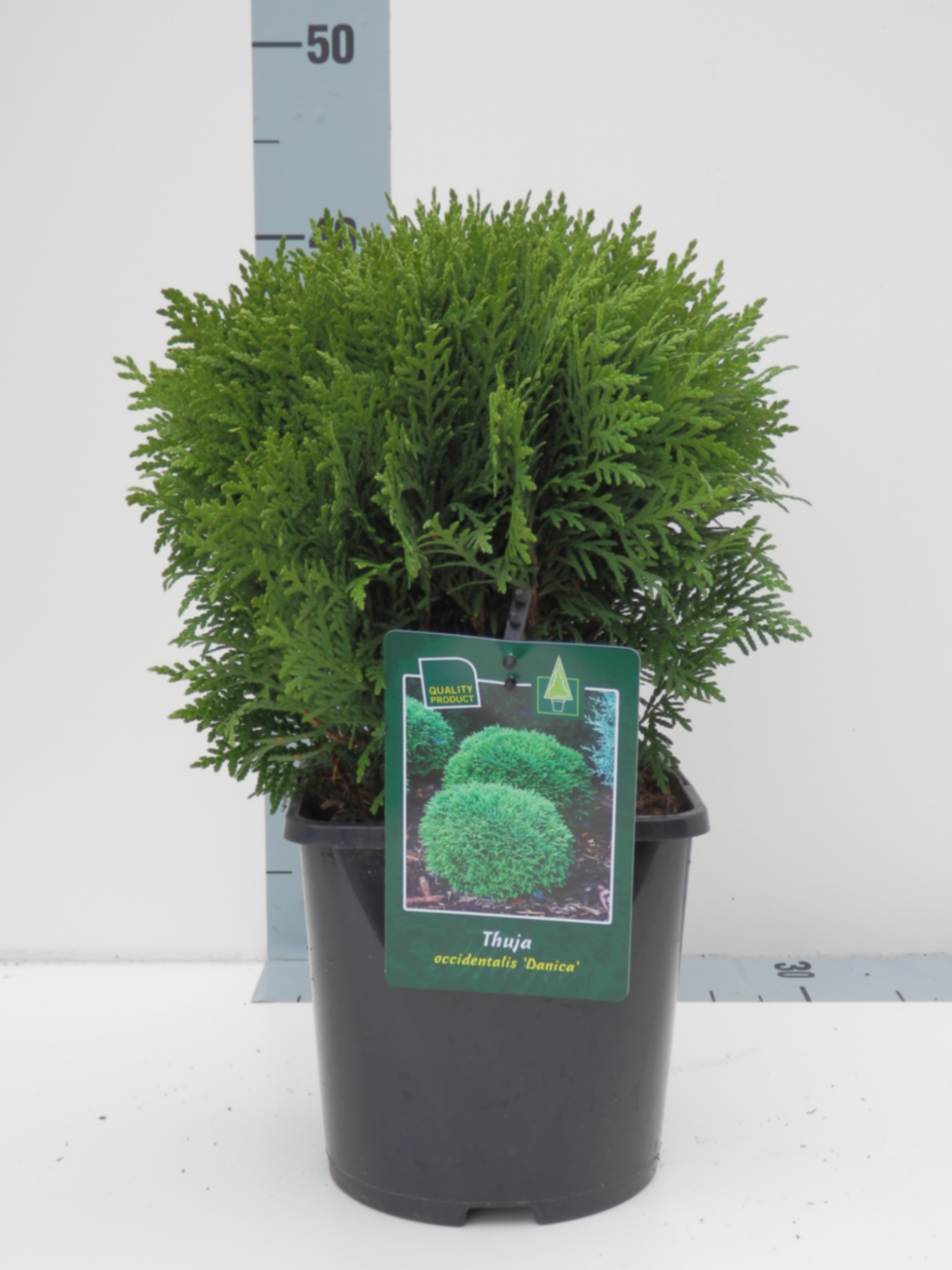 Туя западная Даника